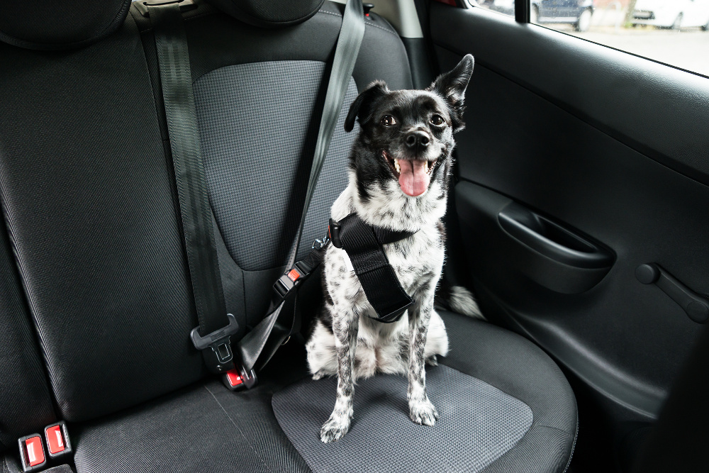 Driving Safely with your pets Driving with pets